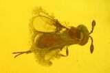 Fossil Fly (Diptera) & Wasp (Hymenoptera) In Baltic Amber #234405-2